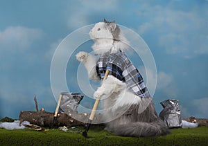 Cat cleans up last year`s garbage on a spring day