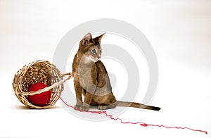 Cat with clew and basket