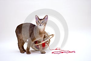 Cat with clew and basket