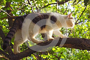 Cat climb apple tree
