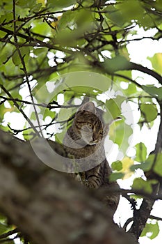 Cat climb high up in tree