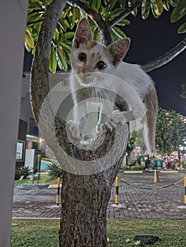 Cat climb tree