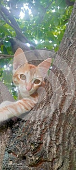 Cat climb on tree and seat on tree