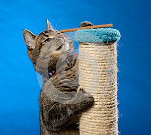 Cat climb up on a scratching pillar to receive cat treats