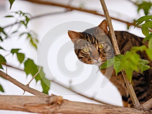cat climbed fence over tree in summer garden and looks