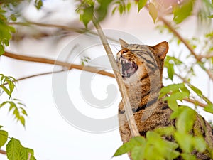 cat climbed fence over tree in summer garden and looks