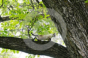 Cat climbed in a tree