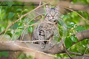 The cat climbed tree