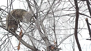 Cat climbed a tree and does not want to go down.