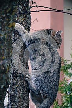 cat climbed the tree in fear