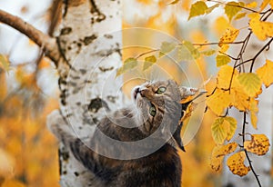 Cat climbed on a tree with Golden leaves in an autumn Sunny garden