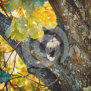 Cat climbed a tree and meows, asks for help.