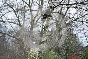 cat climbing down high tree outdoors