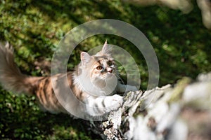 Cat climbing looking up tree