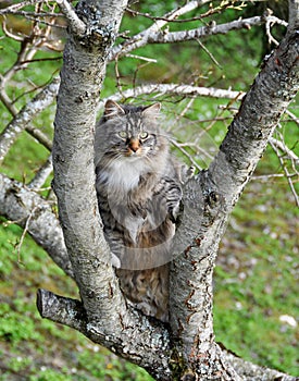 Cat climbing tree