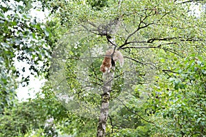 Cat climbing on tree