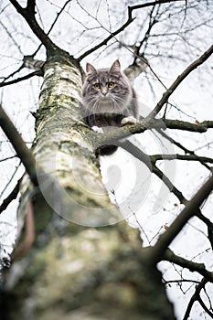 Cat climbing tree looking down