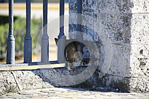 A cat climbs through the fence of the fortress La Real Fuerza, close-up