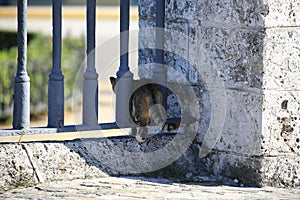 A cat climbs through the fence of the fortress La Real Fuerza, close-up photo