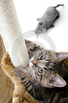 Cat climbs scratcher. photo