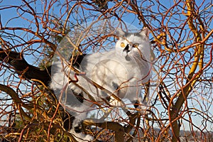Cat climbs up a tree