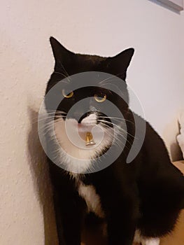 CAT clock Welt Tiere Erde