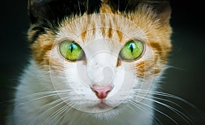 Cat close photo. Cat portrait close-up photo emphasizing the colored green and yellow eyes staring at the camera dark background photo
