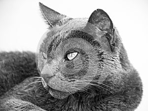 Cat close-up