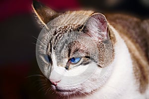 Cat close-up, cat making grimaces, predatory look, blue-eyed cat