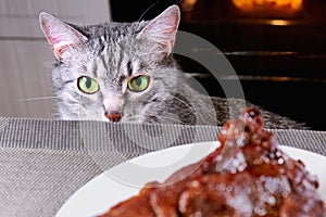 Cat close-up glances at piece meat. Pet watch from behind kitchen table. Gray cat looks at background of kitchen and a large piece