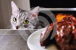 Cat close-up glances at piece meat. Pet watch from behind kitchen table. Grey cat looks at background of kitchen and a large piece