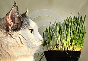 Cat close up photo with green grass sprouts