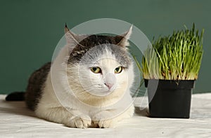 Cat close up photo with green grass sprouts