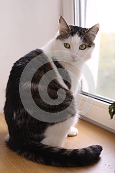 Cat close up portrait