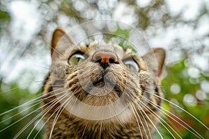 Cat Close up Portrait, Fun Animal Looking into Camera, Cat Nose, Wide Angle Lens
