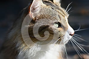 Cat close up profile