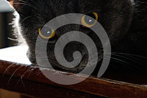 Cat close-up, Scottish breed, dark background