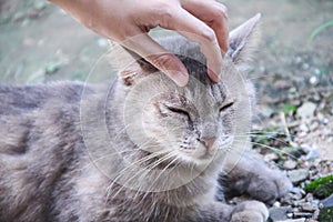 Cat closed eye while  asian  girl hand stroking massage on head