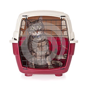 Cat closed inside pet carrier