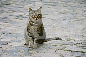 Cat on cobblestones