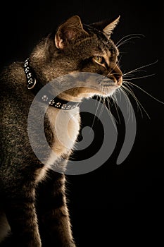 Cat with a collar in black background
