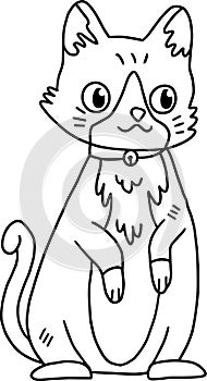 A cat with a collar is standing in front of a white background