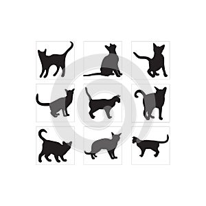 Cat collection - vector silhouette. Set vector silhouettes of the cats and the paw prints