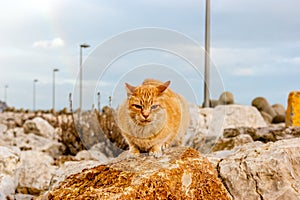 A cat of color brown on a rock