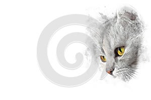 Cat color with orange eyes, stylized pencil drawing Isolated on white