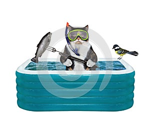 Cat colored caught fish in inflatable pool