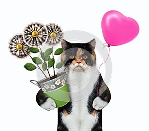 Cat colored holding money flowers