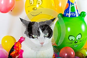 Cat and balloons