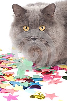 Cat with coloured decoration for party
