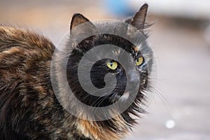 Cat with colourful fur and green eyes